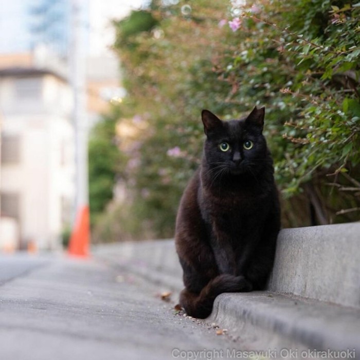 Японские уличные кошки в фотографиях Масаюки Оки