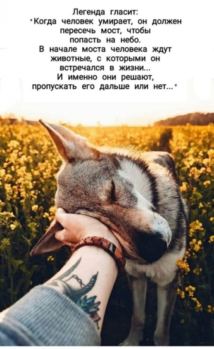 7054899_f10f6c0d225142fb43f45b8b6b7bbfd0 (428x700, 197Kb)