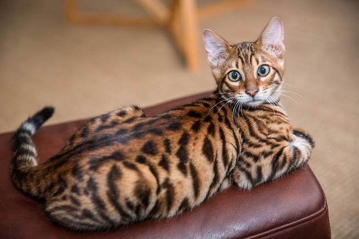 toyger_3 (700x467, 36Kb)