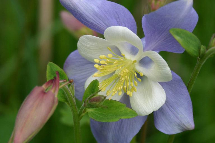 web1_Aquilegia_coerulea-768x512 (700x466, 245Kb)