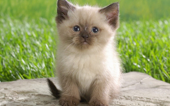 3517075_gimalayskaya_koshka_09 (700x437, 229Kb)