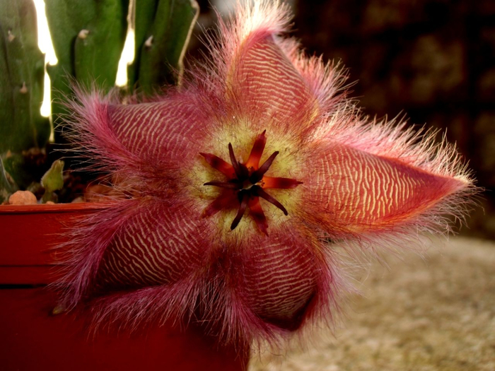 Stapelia_flower_09 (700x525, 388Kb)