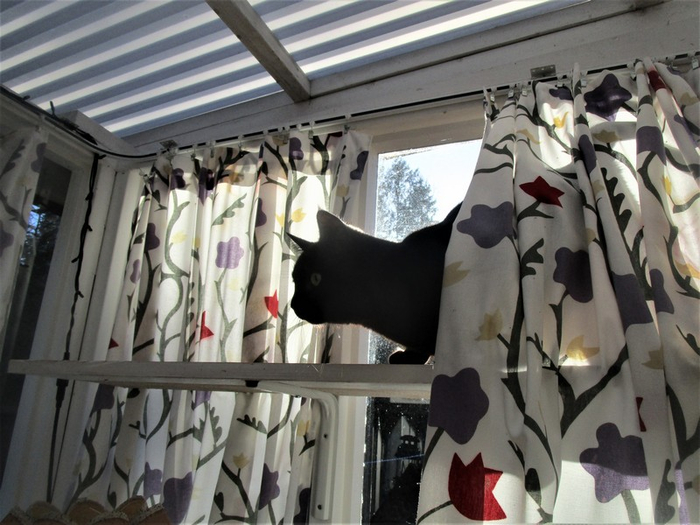 IMG_4064 (700x525, 355Kb)