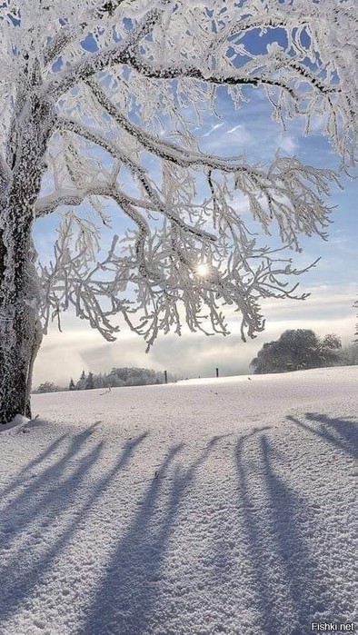 3437583_4012b44a8 (394x700, 127Kb)