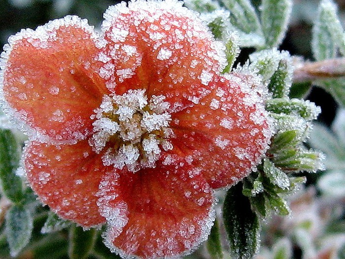 изображение_2022-02-11_215425 (700x525, 816Kb)