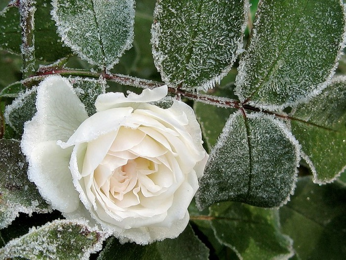 изображение_2022-02-11_215513 (700x525, 763Kb)