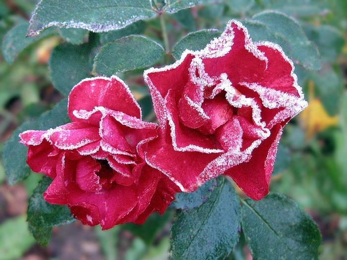 изображение_2022-02-11_215558 (700x525, 706Kb)