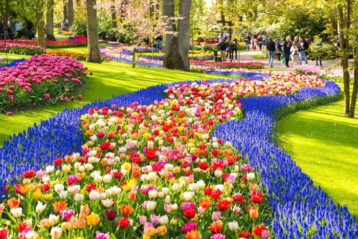 Die Keukenhof-Gärten (900x667, 126Kb)