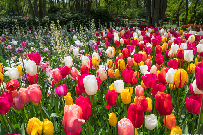 Keukenhof-IMG_5877-web-X2 (900x666, 381Kb)