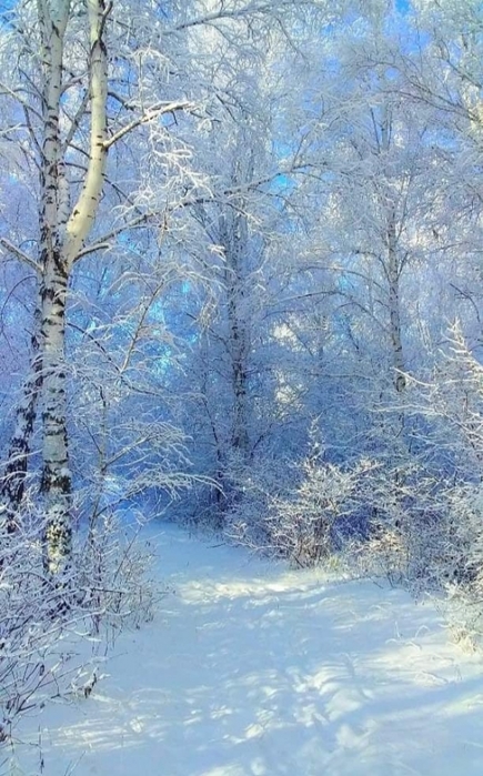 3437583_052201566_n (435x700, 268Kb)