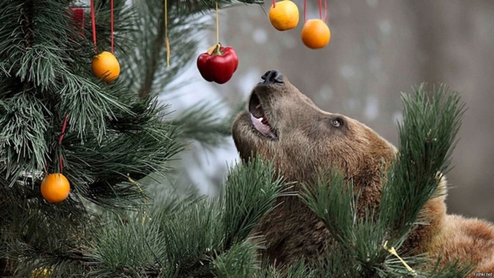 3437583_a3d5f01 (700x393, 216Kb)