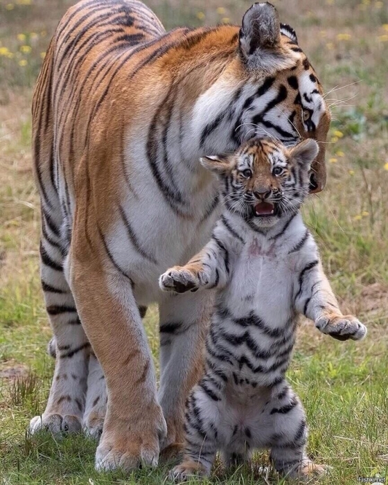 3437583_78962fa3d05e (560x700, 321Kb)