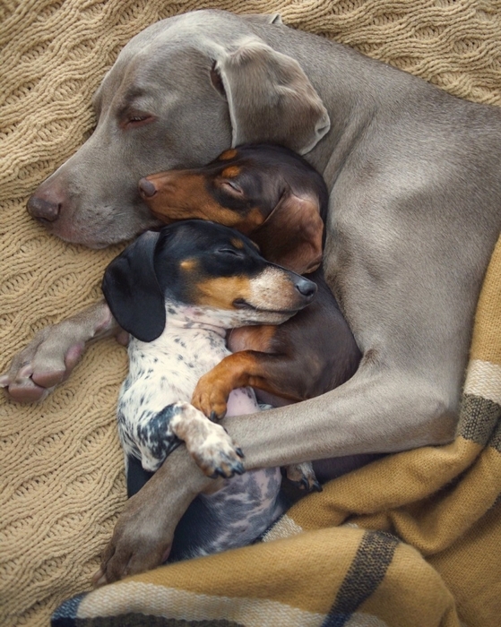 3437583_58693131 (559x700, 312Kb)
