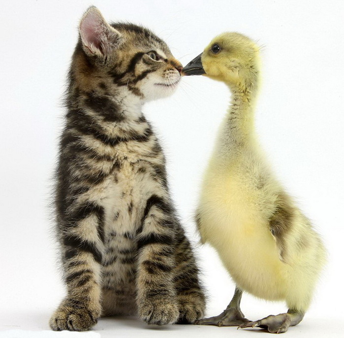 3kittens-3 (600x450, 110Kb)