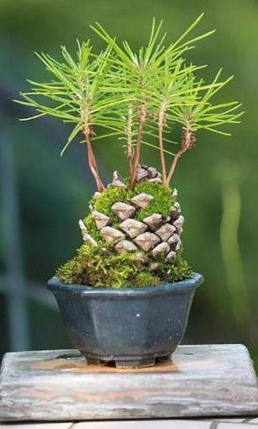 pine_cone_3 (373x620, 141Kb)