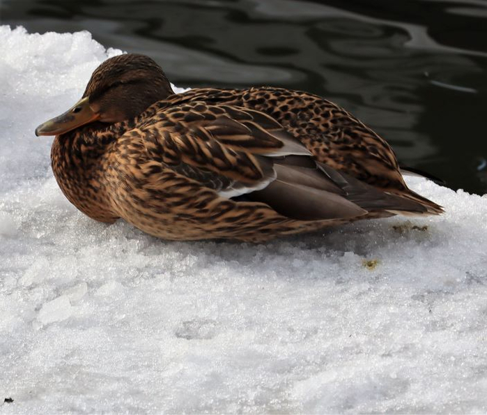 IMG_0937 (2) (700x595, 313Kb)