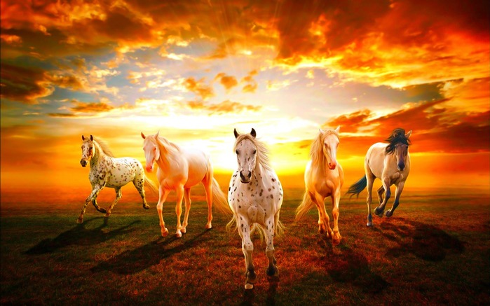 Horses-animals-34360440-1440-900 (700x437, 91Kb)