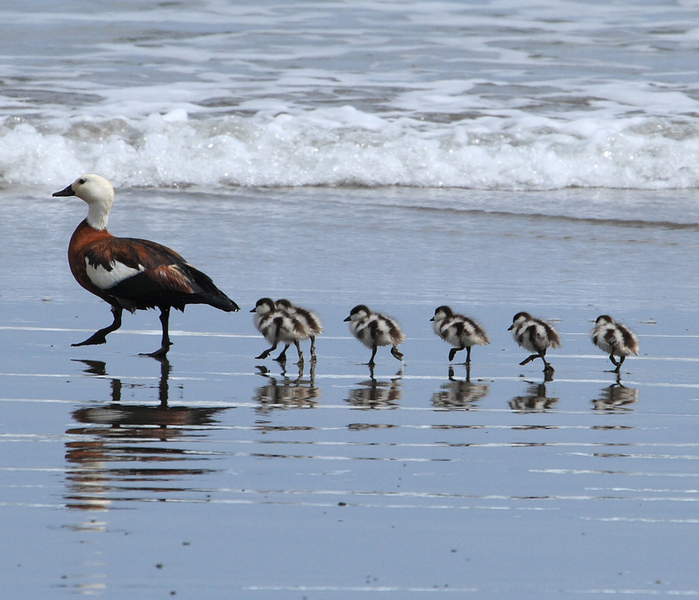 Tadorna_variegata_-Opunake_Beach_-NZ-8 (700x600, 469Kb)