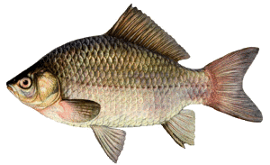 fish1 (300x183, 19Kb)