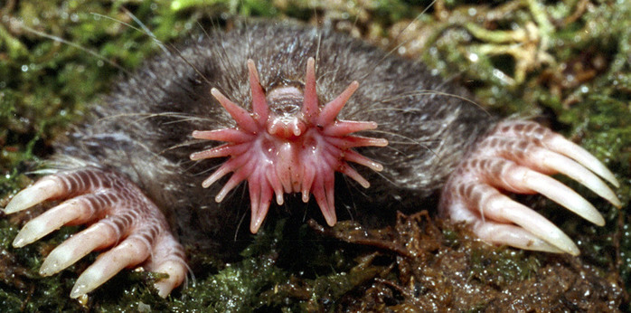 15-of-The-Most-Terrifying-Animals-You-Never-Knew-About-6 (700x346, 115Kb)