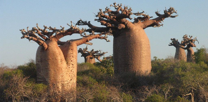 kakogo-cveta-cvety-u-baobaba1 (700x341, 282Kb)