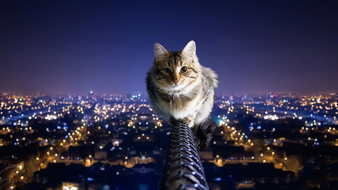 Cat-Wallpaper-PC (700x393, 228Kb)