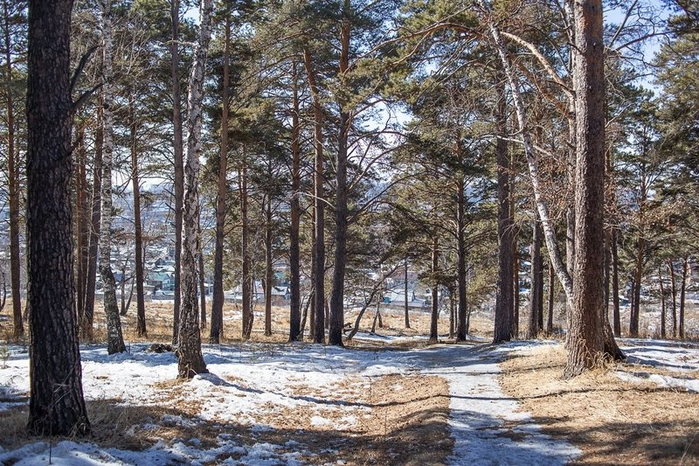 Кайская гора иркутск. Кайская роща Иркутск. Кайский Бор Иркутск. Роща Кайская (Кайский Бор) памятник природы. Раскопки в Кайская реликтовая роща.