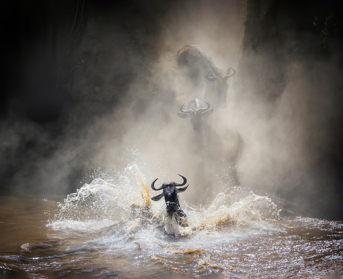 WildArt-Photographer-Year-WET-SILVER-AWARD-WINNER-Vicki-Jauron (700x568, 342Kb)