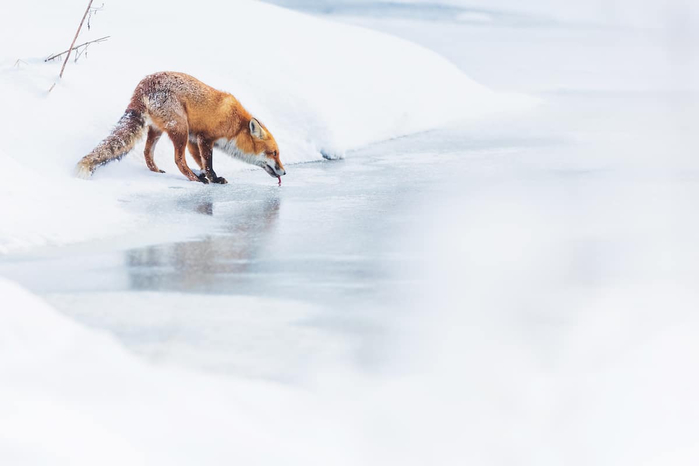 WildArt-Photographer-Year-WET-HIGHLY-COMMENDED-Lukasz-Sokol-Poland (700x466, 101Kb)