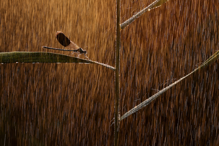 WildArt-Photographer-Year-WET-BRONZE-AWARD-WINNER-Norbert-Kaszas-Hungary (700x466, 466Kb)