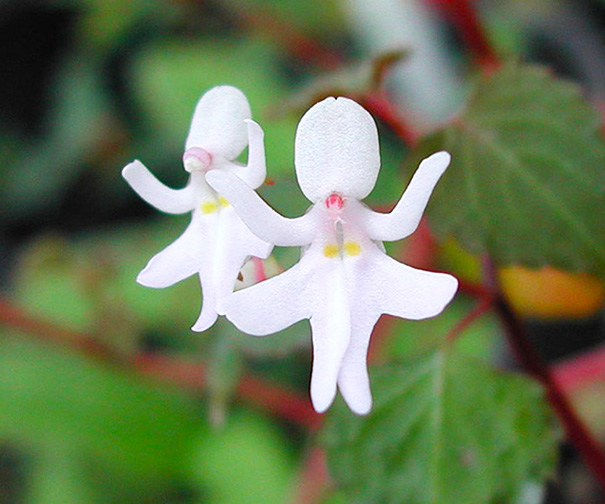 3925311_cveti_Tancyushie_devyshki__Impatiens_Bequaertii (605x504, 102Kb)