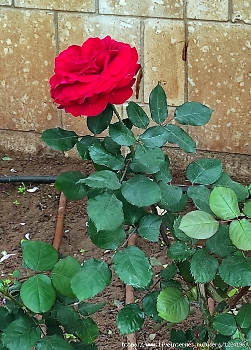 алая роза (501x700, 331Kb)