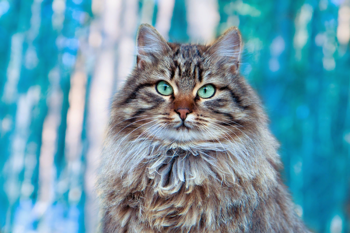 Правда ли, что сибирская кошка родом из Сибири