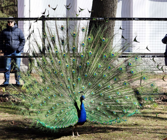 IMG_4316 (3) (700x586, 578Kb)