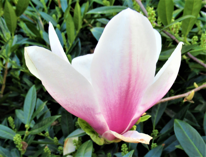 IMG_2043 (700x535, 434Kb)