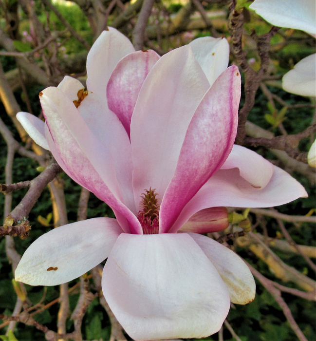 IMG_2059 (649x700, 531Kb)