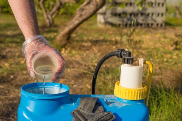 4920201_images_cmsimage000067539 (640x427, 52Kb)