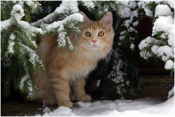 schnee-winter-pet-snow-animal-cat-garden-ginger-feline-chat-Kitty-linus-gato-katze-garten-Haustier-kater-tier-longhaired-langhaarkatze-1069987 (700x468, 131Kb)
