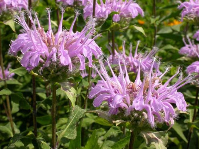 Monarda8-768x576 (400x225, 83Kb)