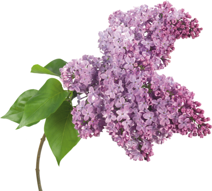 lilac043 (700x631, 479Kb)