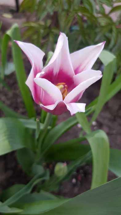 WhatsApp Image 2022-04-25 at 18.16.28 (393x700, 17Kb)