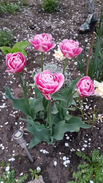 WhatsApp Image 2022-04-29 at 19.31.59 (393x700, 45Kb)