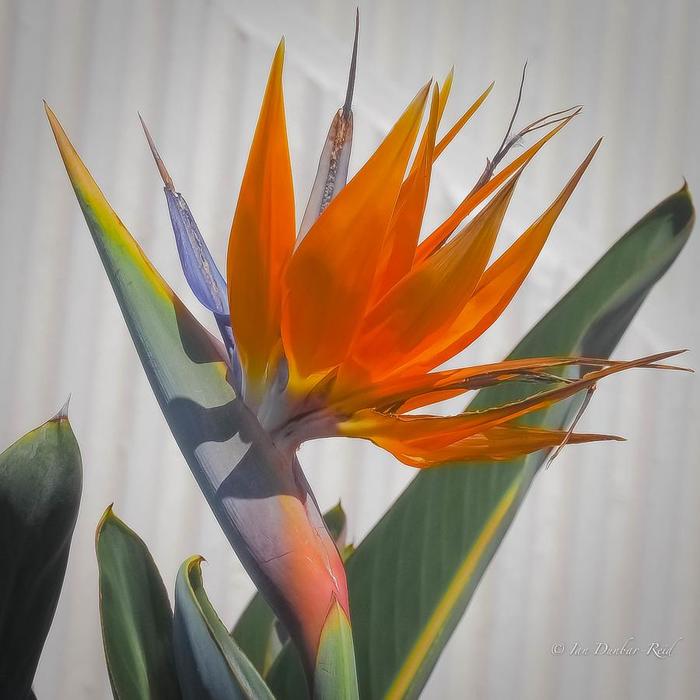Стрелитция- райский цветок-символ Мадейры (900x900, 50Kb)