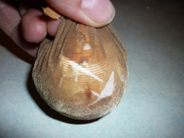 Пасхальные мраморные яйца. Способ окраски от Людмилы (5) (600x450, 166Kb)