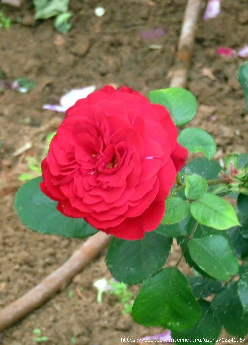 одна роза (502x700, 181Kb)