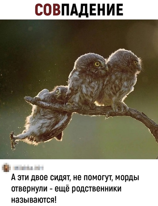 https://img1.liveinternet.ru/images/attach/d/3/157/943/157943777_sovuy.jpg