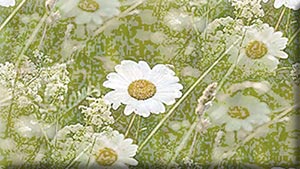 cvety-trava-romaski-polevye (300x169, 24Kb)