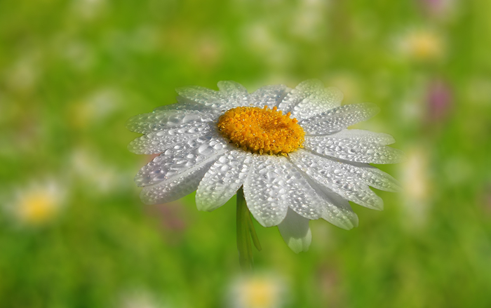 depositphotos_27153171-stock-photo-camomile (700x439, 219Kb)