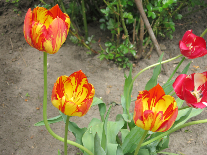 IMG_8392 (700x525, 478Kb)