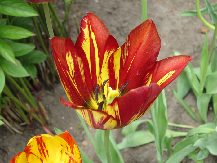 IMG_8394 (700x525, 442Kb)